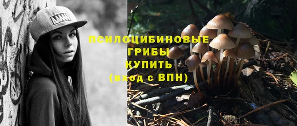 шишки Няндома